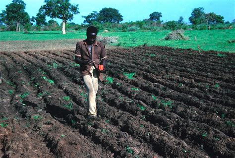 ‎Planting Millet by Hand and Covering Seed with the Foot - UWDC - UW-Madison Libraries