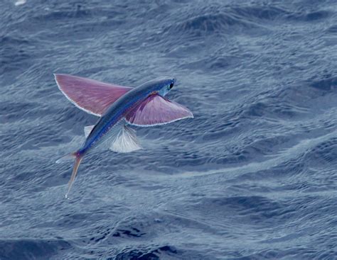 French Polynesia / Flying Fish