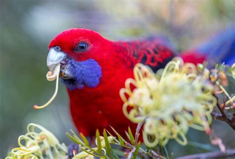 Crimson Rosella