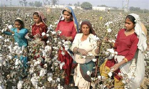 Cotton production up by 7.2pc - Newspaper - DAWN.COM