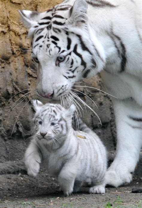 🔥 [80+] White Tiger Cubs Wallpapers | WallpaperSafari