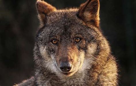 Iberian wolf - Online Jigsaw Puzzles