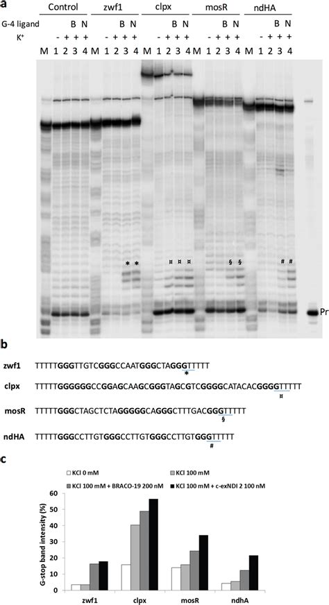 Taq polymerase stop assay. (a) Sequencing PAGE of Taq-amplified zwf1 ...