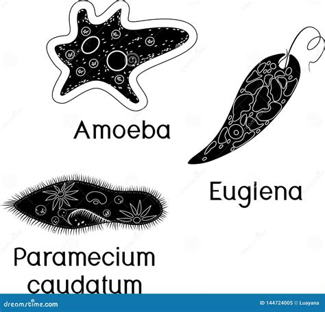 Set of Unicellular Organisms Protozoa: Paramecium Caudatum, Amoeba ...