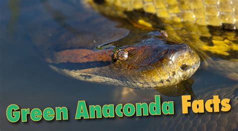 Green Anaconda Facts & Information From Active Wild