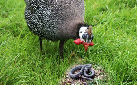 Do Guinea Fowl Eat Snakes? - LearnPoultry