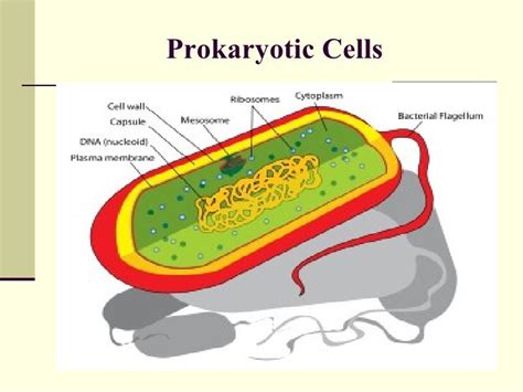 Anatomy Of Protozoan Cell