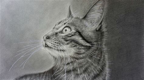 How to Draw a Realistic Cat with Pencil Step by Step - YouTube