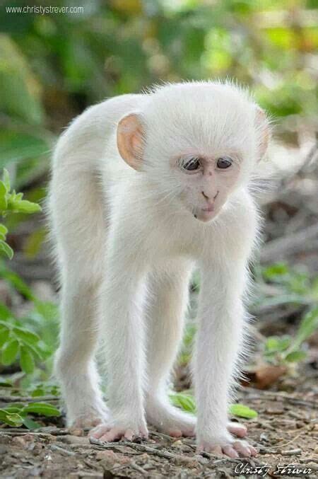 Albino monkey ♡ | Primates | Pinterest