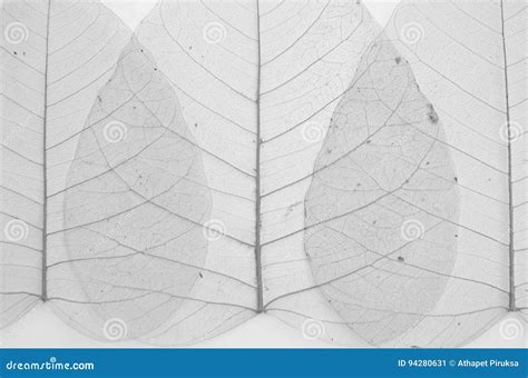 Black and White Image of Banyan Leaf Veins Stock Image - Image of ...