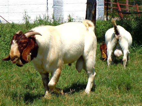 Breeding – Boer Goats South Africa