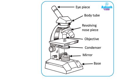 Compound Microscope Diagram