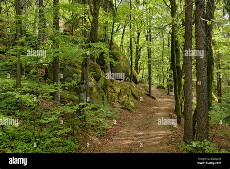 Hiking trail in a spring forest, Solla, Bavarian Forest, Lower Bavaria ...