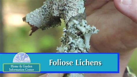 Lichens - Millie Davenport - YouTube