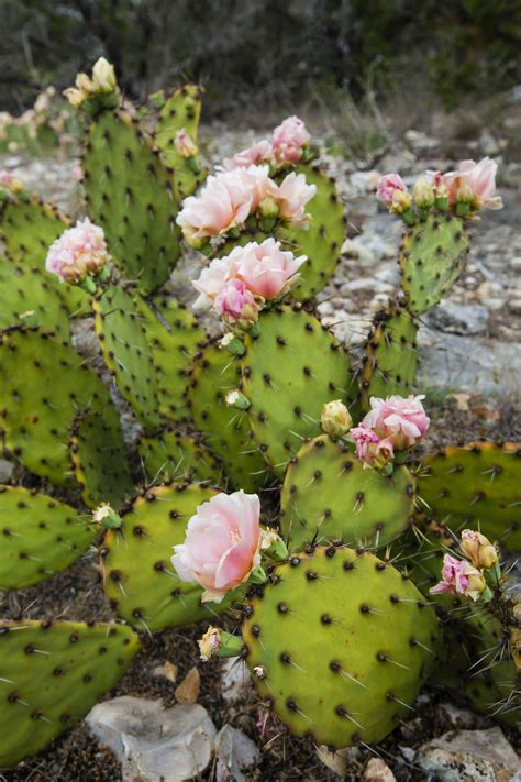 Opuntia--Growing Pricky Pear Cactus Inside