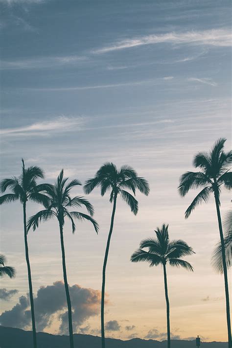 Sunset Photography Beach Photography Palm Trees Art Surf - Etsy