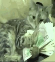 GIF de Cat Money | Tenor