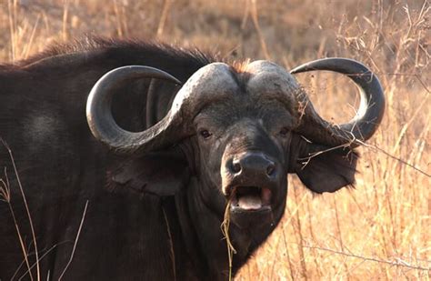 Water Buffalo - Description, Habitat, Image, Diet, and Interesting Facts