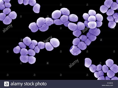 SEM - MICROCOCCUS LUTEUS BACTERIA Stock Photo, Royalty Free Image: 52600954 - Alamy