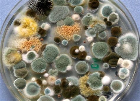 Mold Basics: How Molds Can Affect Your Health - StoryMD