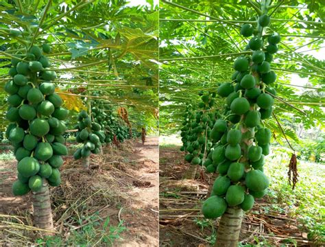 Rich Farm Kenya: Profitable Agribusiness Ideas in Fruit Farming: Is Pawpaw Farming in Kenya ...