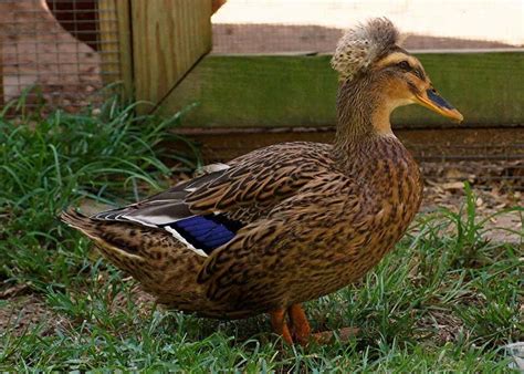 Rouen Ducks | Rouen duck, French images, Animals