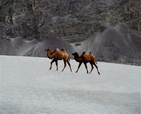 Stok Heritage Palace - Why Ladakh is called Cold Desert