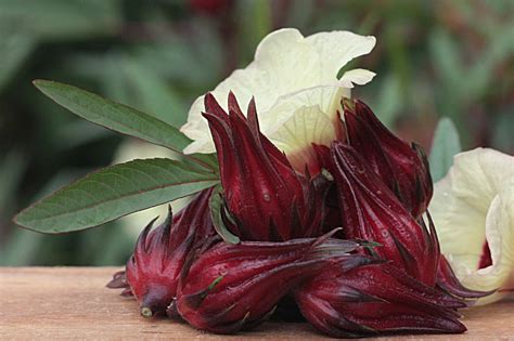 Rosella fruit, flower and leaves. | Veggie garden, Farm, Plants