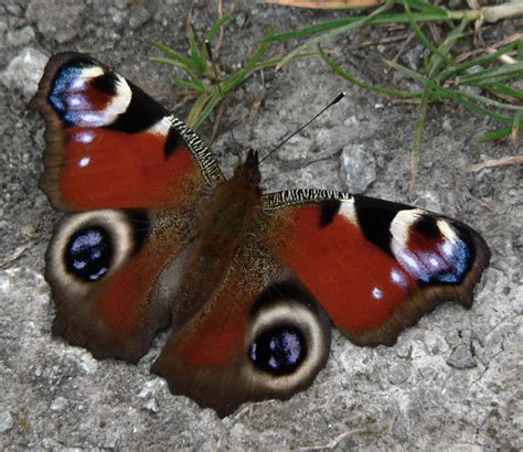 Ficheiro:Peacock Butterfly.jpg – Wikipédia, a enciclopédia livre