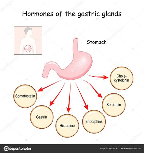 Hormones Gastric Glands Cholecystokinin Serotonin Endorphins Histamine Gastrin Somatostatin ...