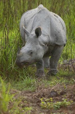 Kaziranga national park, Famous for one horned rhinos and other wild animals.