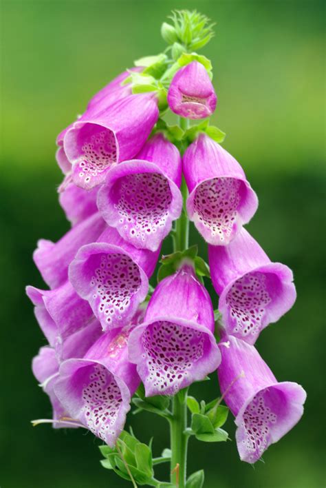 Roter Fingerhut (Digitalis purpurea) Foto & Bild | pflanzen, pilze & flechten, heilpflanzen ...