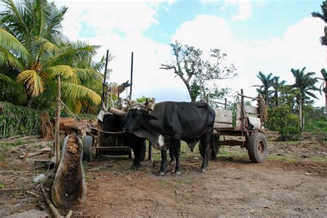 Traditional farming methods | These farms are tended in very… | Flickr