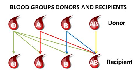 Blood groups, donors and recipients