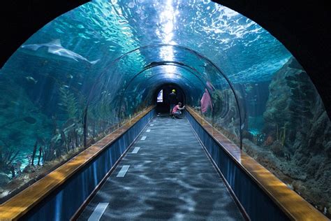 Shark Tunnel Aquarium Loropark · Free photo on Pixabay