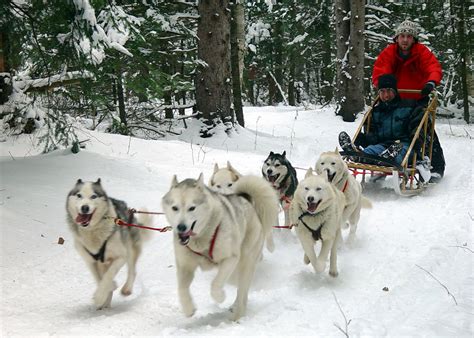 Where the Grickle Grass Grows: Dog Sledding in the Yukon