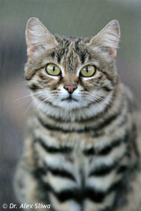 #Caturday Snapshot: Black-footed Cat - International Society for Endangered Cats (ISEC) Canada