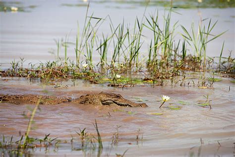 270+ Burkina Faso Wildlife Stock Photos, Pictures & Royalty-Free Images ...