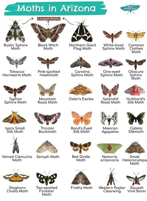 British Day Flying Moths Identification Guide FSC Moths Guide ...