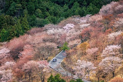 The 10 Best Cherry Blossom (Sakura) Spots In Osaka