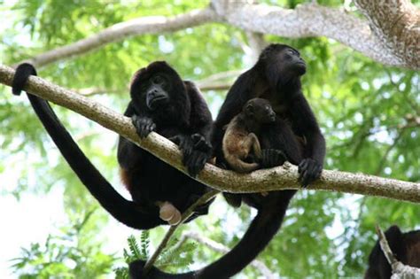 Howler monkeys of Manuel Antonio