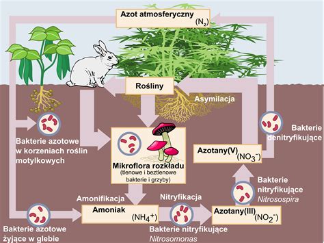 File:Nitrogen Cycle-polish.png