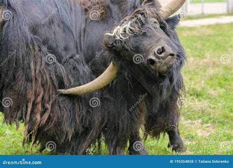 Yak at the Zoo. the Yak is Eating Grass Stock Photo - Image of horns ...