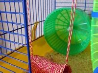 25 Best DIY Gerbil Toys ideas | gerbil toys, hamster toys, hamster diy