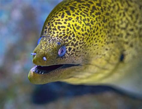 15 Eel Facts You Don't Know About These Elusive Creatures