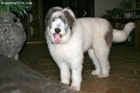 A photo of a 2 years old, White and Black, Mioritic Sheepdog - our ...