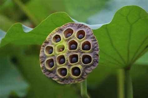 How To Grow Lotus Plants From Seed - Water Garden Advice