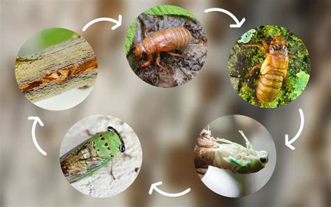 What Eats Cicadas? Natural Predators of Cicadas - Insectic