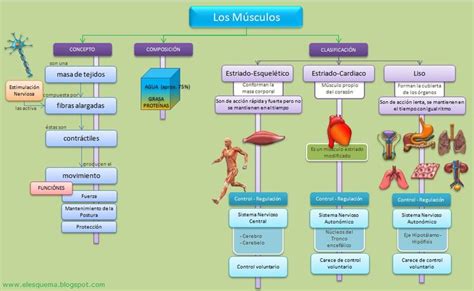 Sistema muscular, Mapa conceptual, Anatomia y fisiologia humana