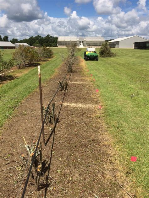 Comparing Methods of Renovating Rabbiteye Blueberry Bushes | Southern Region Small Fruit Consortium